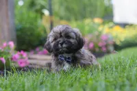 Buddy, a male Lhasa Apso for sale in Millersburg, OH – 5 of 7