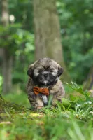 Ben, a male Lhasa Apso for sale in Millersburg, OH – 7 of 8