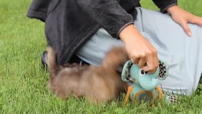 Candy, a female Lhasa Apso for sale in Millersburg, OH – 8 of 8