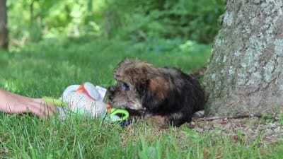 Calvin, a male Shorkie for sale in Millersburg, OH – 7 of 7