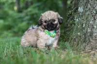 Johnson, a male Lhasa Apso for sale in Millersburg, OH – 4 of 7