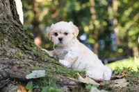 Cody, a male Lhasa Apso for sale in Millersburg, OH – 7 of 9