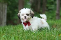 Jethro, a male Lhasa Apso for sale in Millersburg, OH – 5 of 10