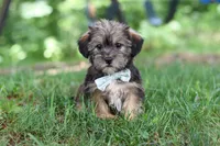 Gary, a male Shorkie for sale in Millersburg, OH – 9 of 10