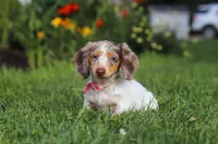 Shyla, a female Miniature Dachshund for sale in Millersburg, OH – 5 of 7