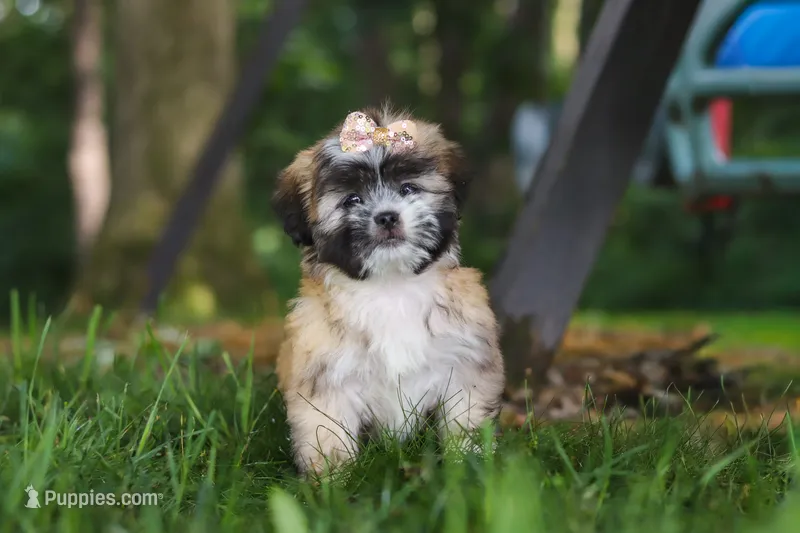 Cynthia – Lhasa Apso puppy for sale in Millersburg, OH