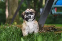 Cynthia, a female Lhasa Apso for sale in Millersburg, OH – 1 of 9