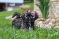 Sophia, a female Lhasa Apso for sale in Millersburg, OH – 3 of 7