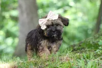 Twinkle, a female Shorkie for sale in Millersburg, OH – 6 of 9