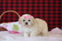 Malinda, a female Lhasa Apso for sale in Millersburg, OH – Photo 2 of 5