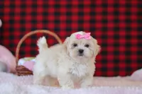 Malinda, a female Lhasa Apso for sale in Millersburg, OH – Photo 3 of 5