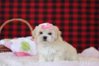 Malinda, a female Lhasa Apso for sale in Millersburg, OH – Photo 4 of 5