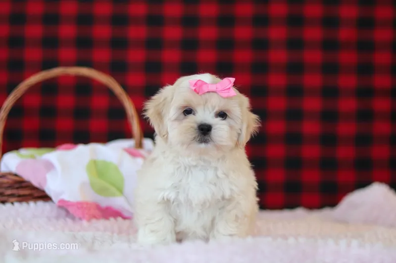 Malinda – Lhasa Apso puppy for sale in Millersburg, OH