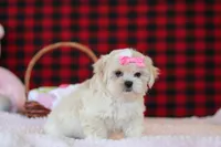 Malinda, a female Lhasa Apso for sale in Millersburg, OH – Photo 5 of 5
