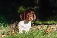 Shane, a male Miniature Dachshund for sale in Millersburg, OH – 8 of 10