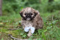 Luca, a male Lhasa Apso for sale in Millersburg, OH – 5 of 10