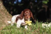 Shane, a male Miniature Dachshund for sale in Millersburg, OH – 2 of 10