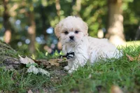 Greg, a male Lhasa Apso for sale in Millersburg, OH – 5 of 9