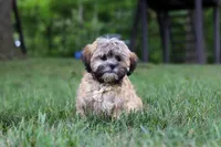 Bryce, a male Lhasa Apso for sale in Millersburg, OH – 1 of 8
