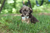 Gary, a male Shorkie for sale in Millersburg, OH – 7 of 10