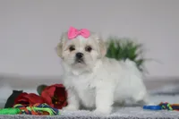 Alice, a female Lhasa Apso for sale in Millersburg, OH – Photo 6 of 6
