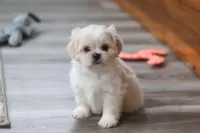 Alice, a female Lhasa Apso for sale in Millersburg, OH – Photo 1 of 6