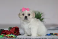 Alice, a female Lhasa Apso for sale in Millersburg, OH – Photo 2 of 6