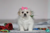 Alice, a female Lhasa Apso for sale in Millersburg, OH – Photo 4 of 6