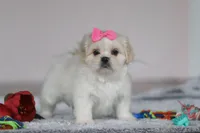 Alice, a female Lhasa Apso for sale in Millersburg, OH – Photo 3 of 6