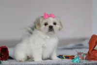 Alice, a female Lhasa Apso for sale in Millersburg, OH – Photo 5 of 6