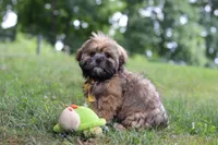 Ben, a male Lhasa Apso for sale in Millersburg, OH – 2 of 8