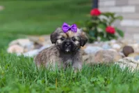 Candy, a female Lhasa Apso for sale in Millersburg, OH – 6 of 8