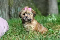 Bebee, a female Shorkie for sale in Millersburg, OH – 4 of 7