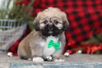 Brent, a male Lhasa Apso for sale in Millersburg, OH – Photo 3 of 6