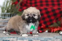 Brent, a male Lhasa Apso for sale in Millersburg, OH – Photo 4 of 6