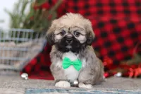 Brent, a male Lhasa Apso for sale in Millersburg, OH – Photo 1 of 6
