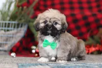 Brent, a male Lhasa Apso for sale in Millersburg, OH – Photo 2 of 6