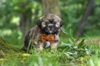 Ben, a male Lhasa Apso for sale in Millersburg, OH – 5 of 8