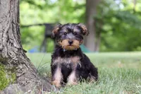 Landon, a male Bichon Frise and Yorkshire Terrier for sale in Millersburg, OH – 5 of 7