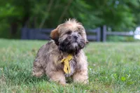 Ben, a male Lhasa Apso for sale in Millersburg, OH – 6 of 8