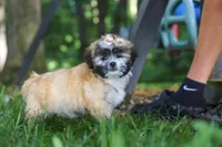 Cynthia, a female Lhasa Apso for sale in Millersburg, OH – 3 of 9