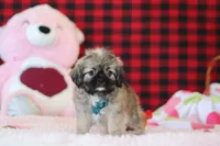 Trevor, a male Lhasa Apso for sale in Millersburg, OH – Photo 5 of 5