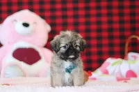 Trevor, a male Lhasa Apso for sale in Millersburg, OH – Photo 3 of 5