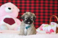 Trevor, a male Lhasa Apso for sale in Millersburg, OH – Photo 1 of 5