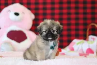 Trevor, a male Lhasa Apso for sale in Millersburg, OH – Photo 2 of 5