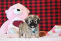 Trevor, a male Lhasa Apso for sale in Millersburg, OH – Photo 4 of 5