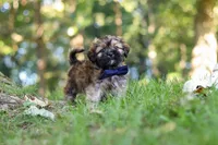 Conner, a male Lhasa Apso for sale in Millersburg, OH – 7 of 9