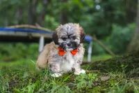 Bryce, a male Lhasa Apso for sale in Millersburg, OH – 6 of 7