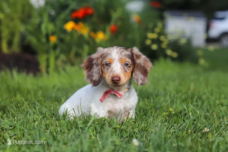 Shyla – Miniature Dachshund puppy for sale in Millersburg, OH