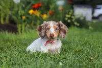 Shyla, a female Miniature Dachshund for sale in Millersburg, OH – 1 of 7